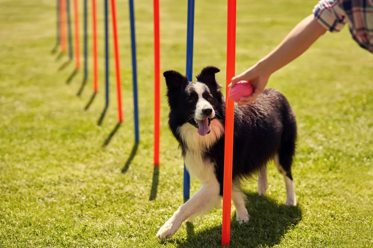 border collie dog and a woman on an agility field 2023 11 27 05 35 03 utc